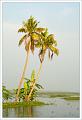 Kerala Coconut Country